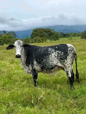 Pedigree Dairy Breeds