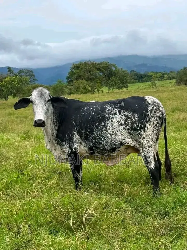 Pedigree Dairy Breeds
