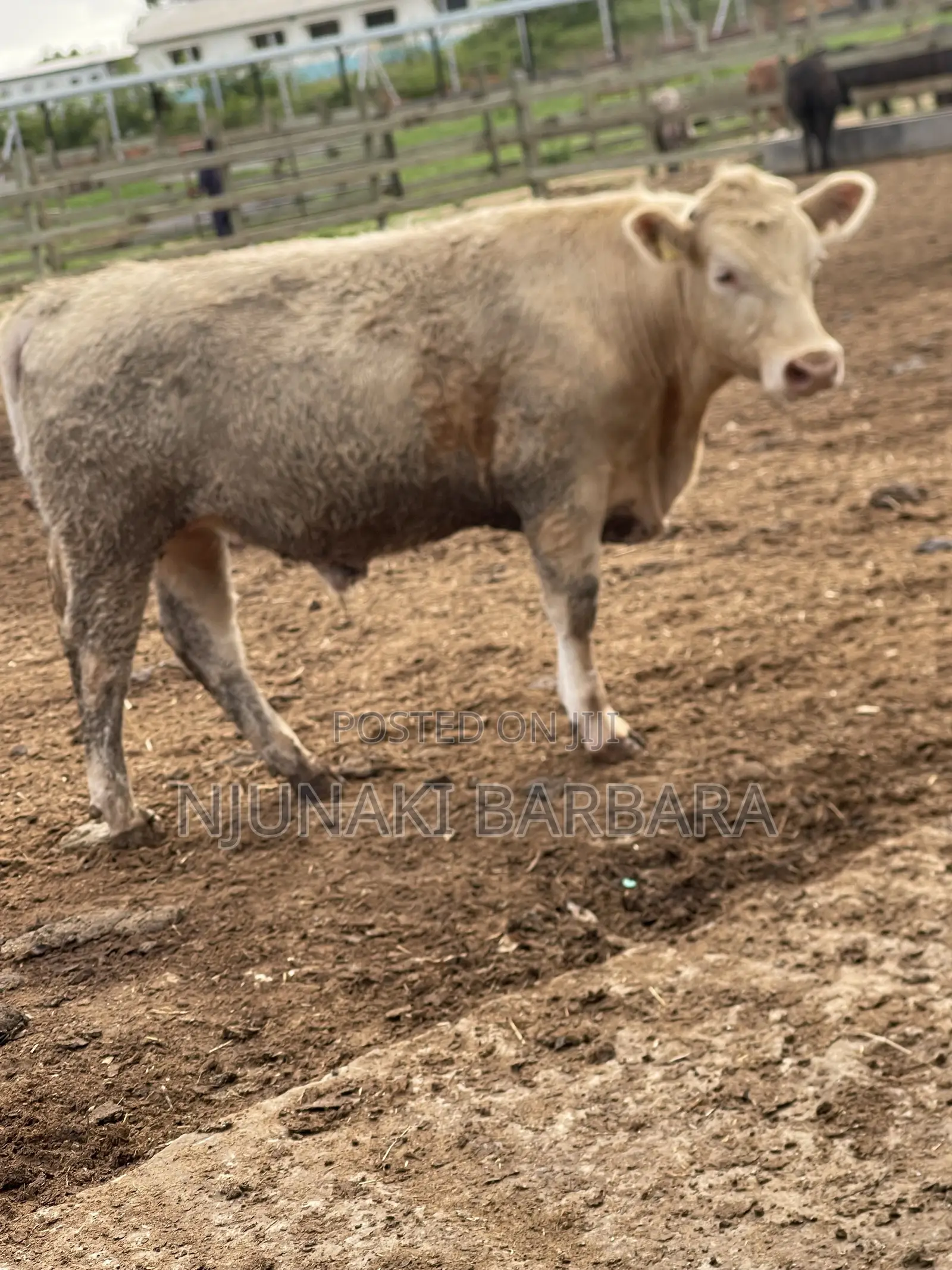 Pedigree Dairy Breeds