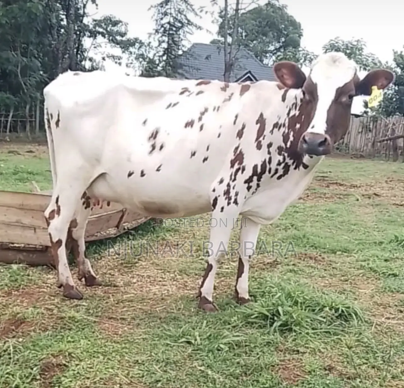 Pedigree Dairy Breeds