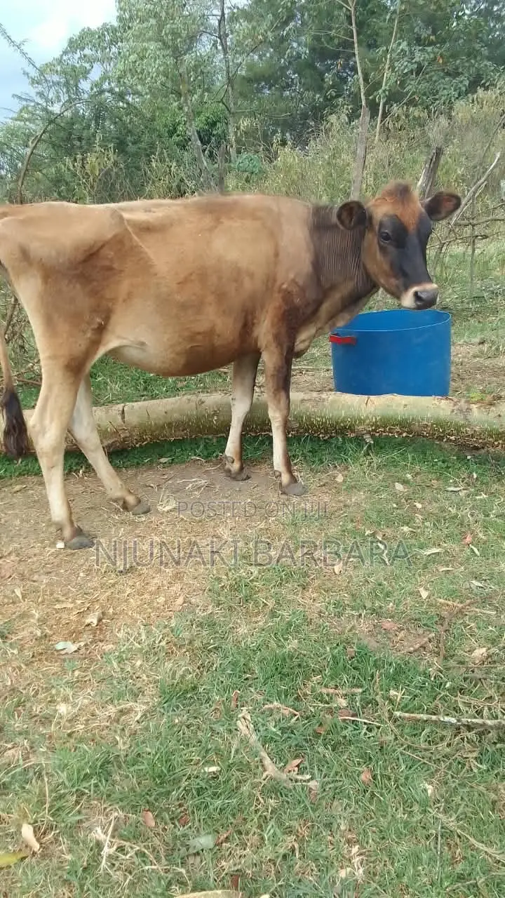 Pedigree Dairy Breeds