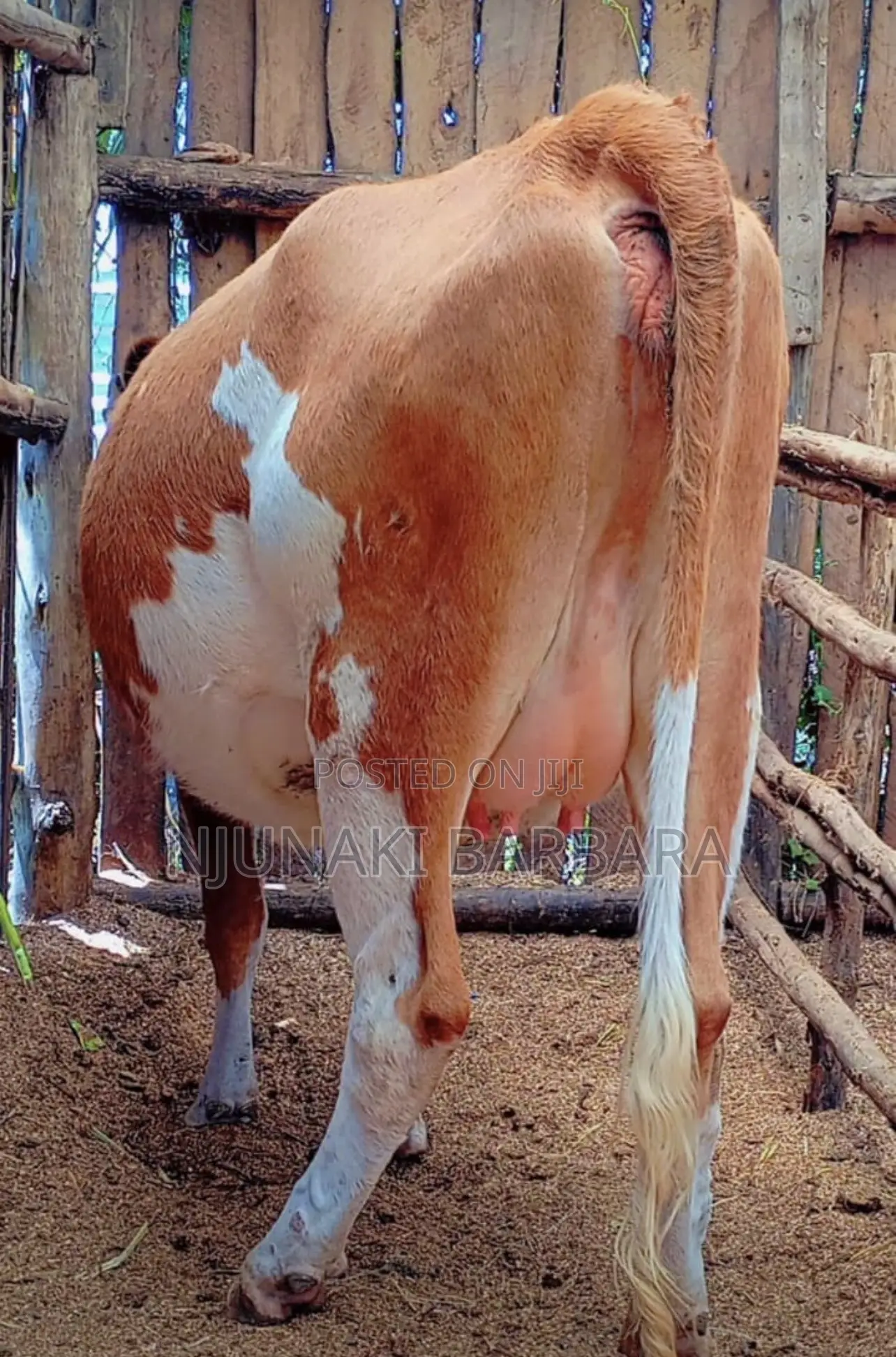 Pedigree Dairy Breeds