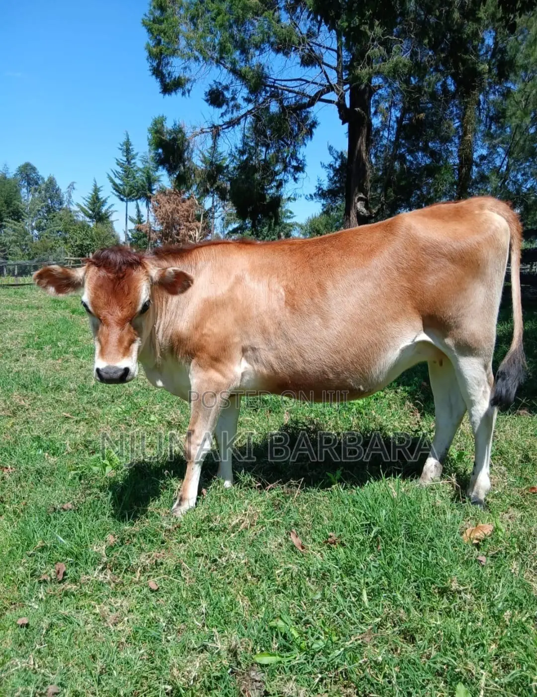 Pedigree Dairy Breeds