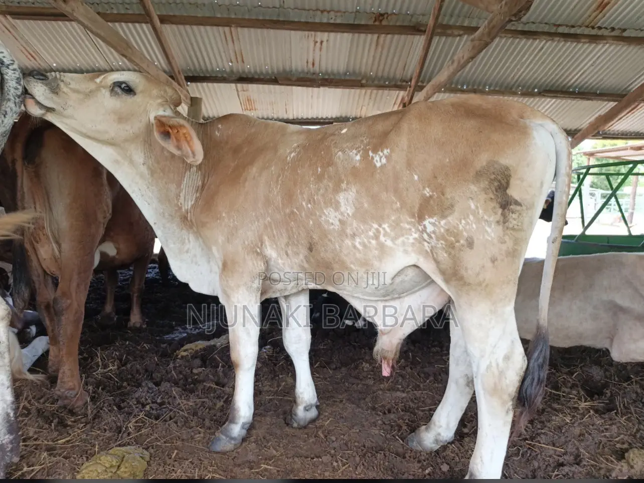 Pedigree Dairy Breeds
