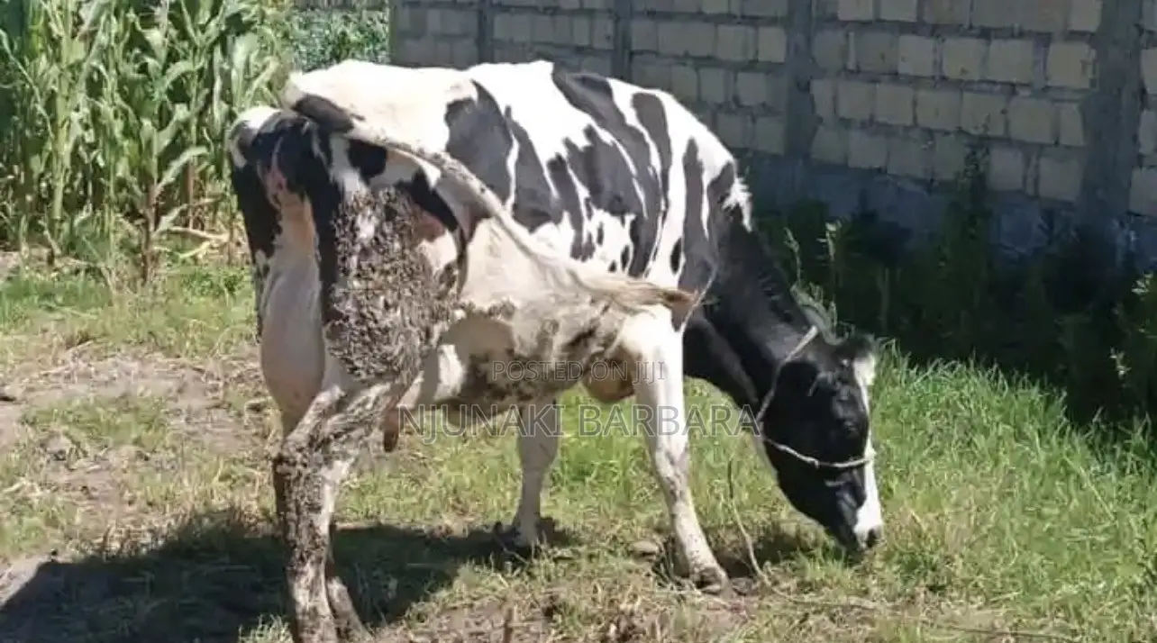 Pedigree Dairy Breeds