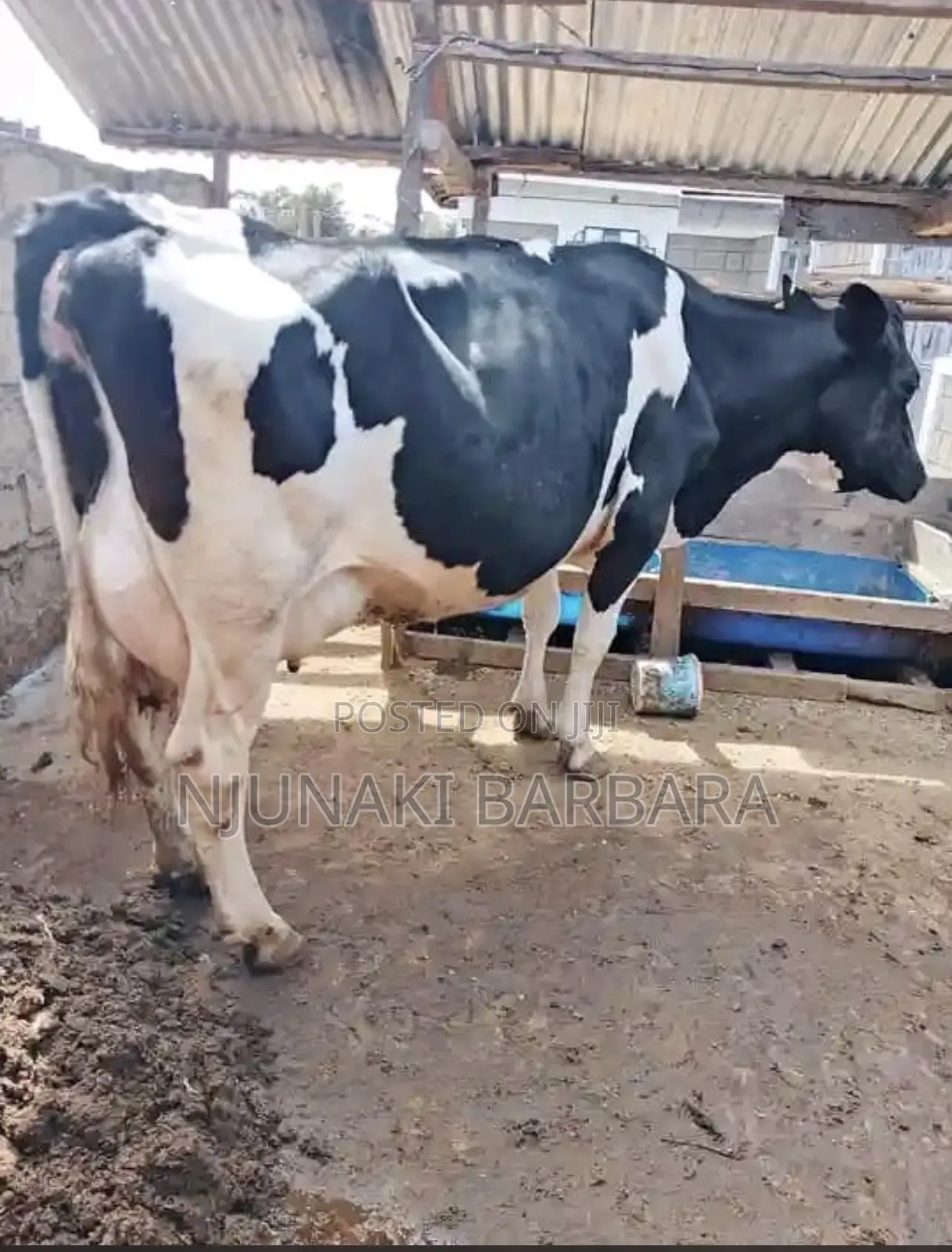 Pedigree Dairy Breeds