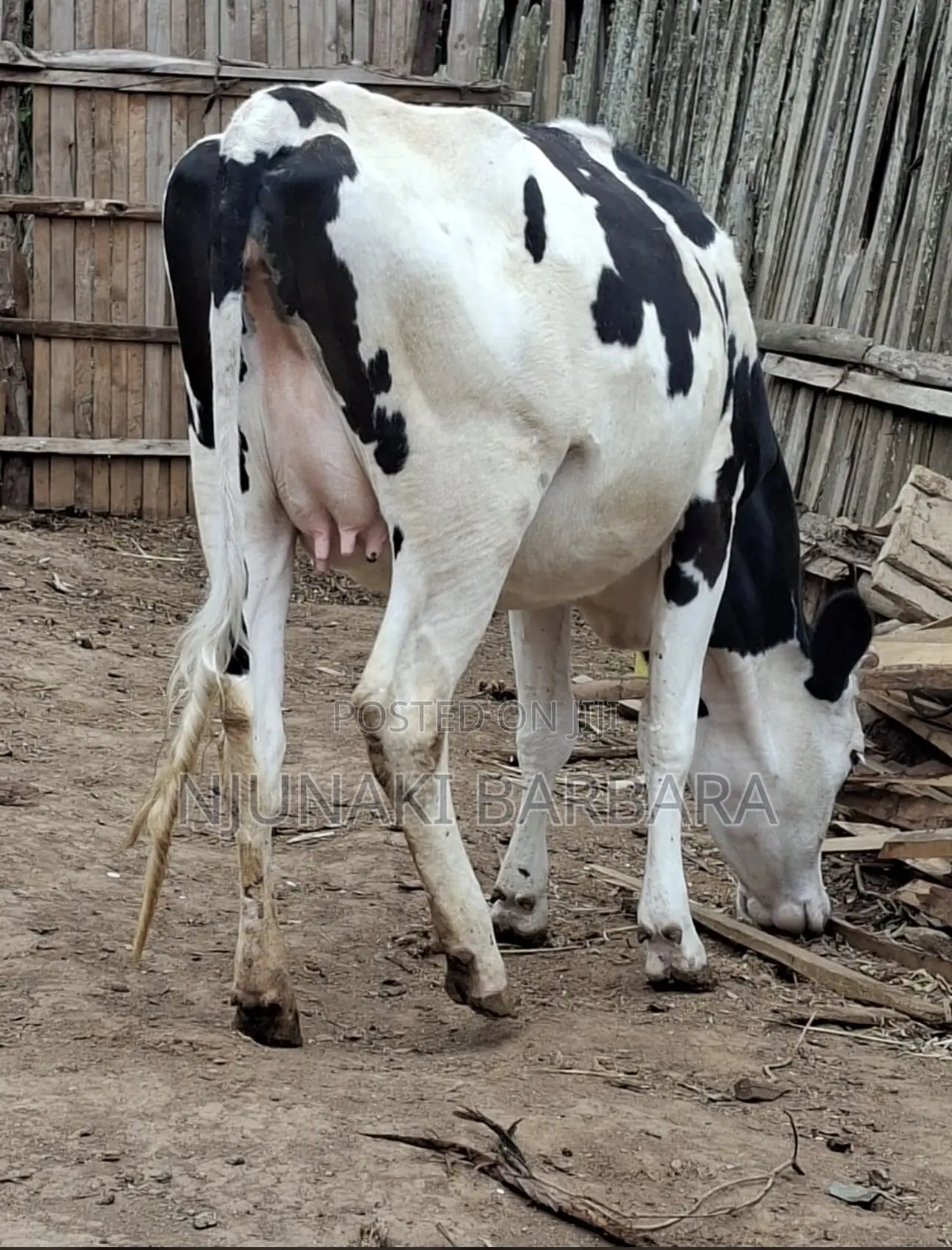 Pedigree Dairy Breeds
