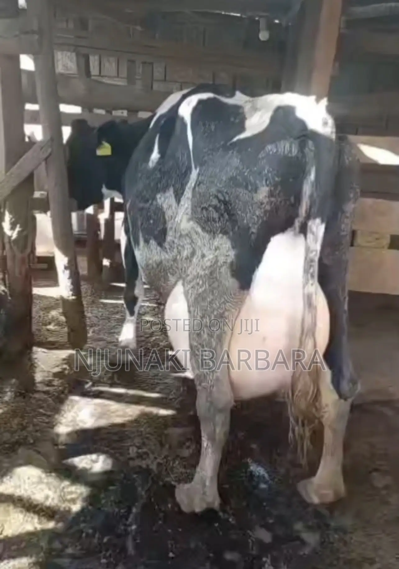 Pedigree Dairy Breeds