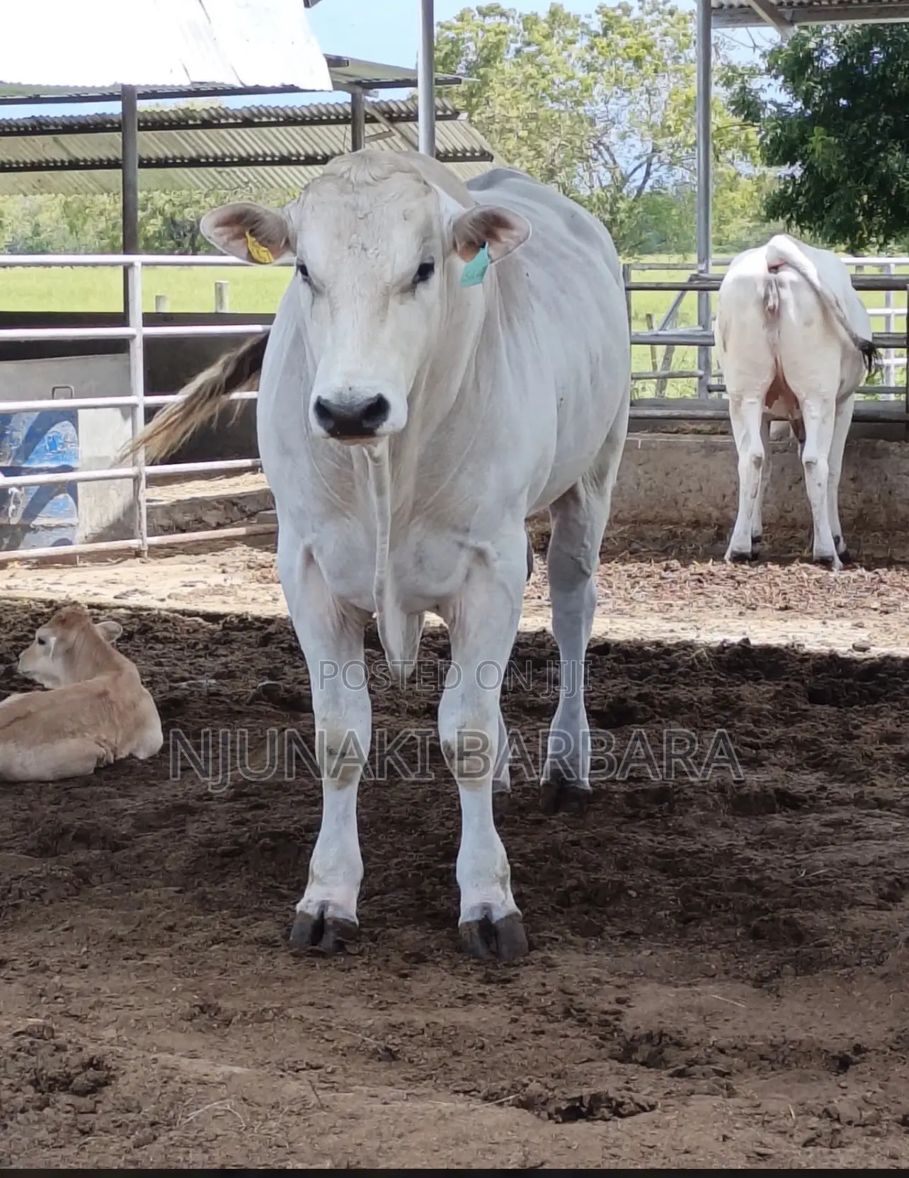 Pedigree Dairy Breeds