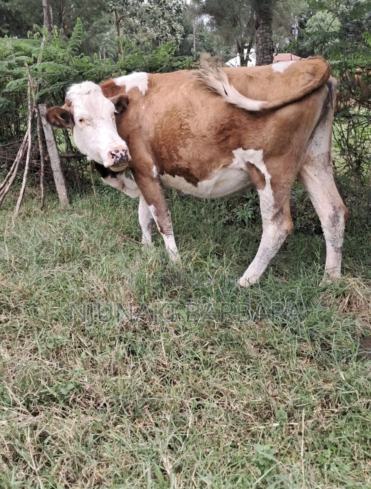 Pedigree Dairy Breeds