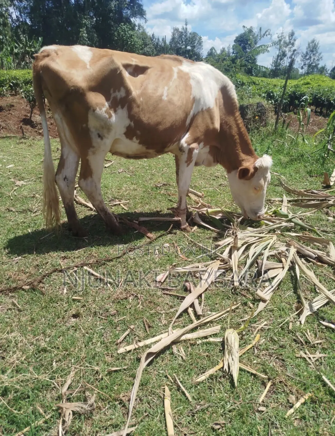 Pedigree Dairy Breeds