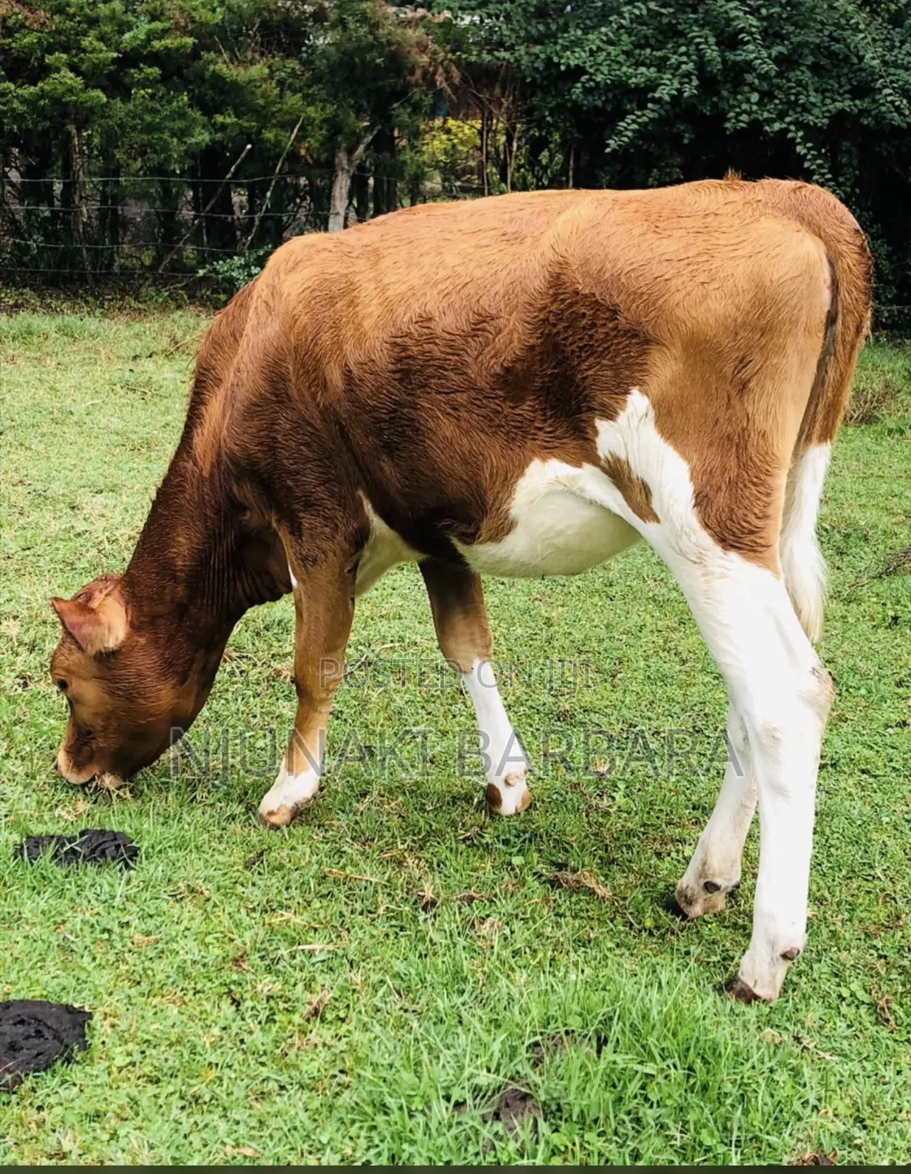 Pedigree Dairy Breeds