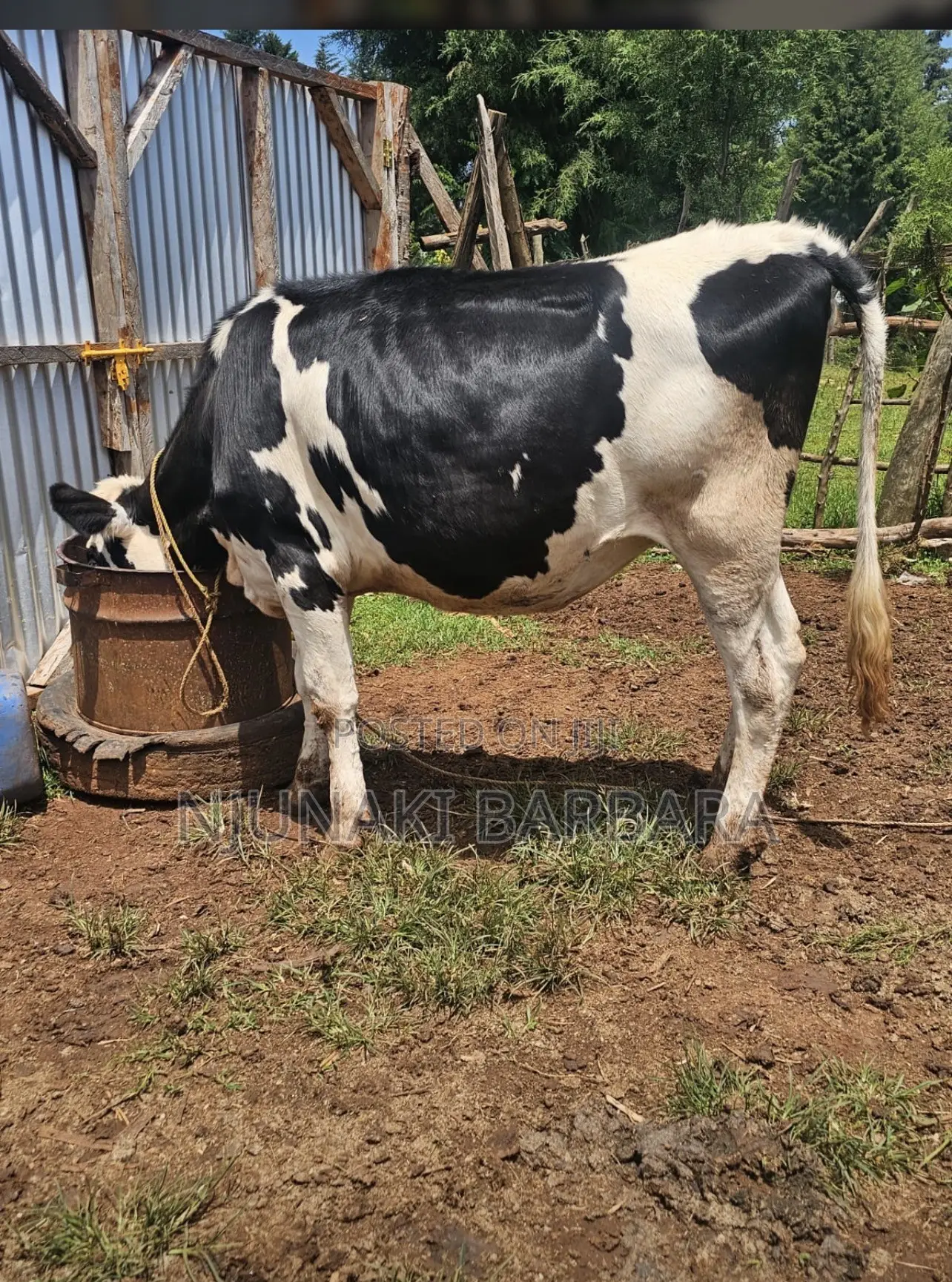 Pedigree Dairy Breeds