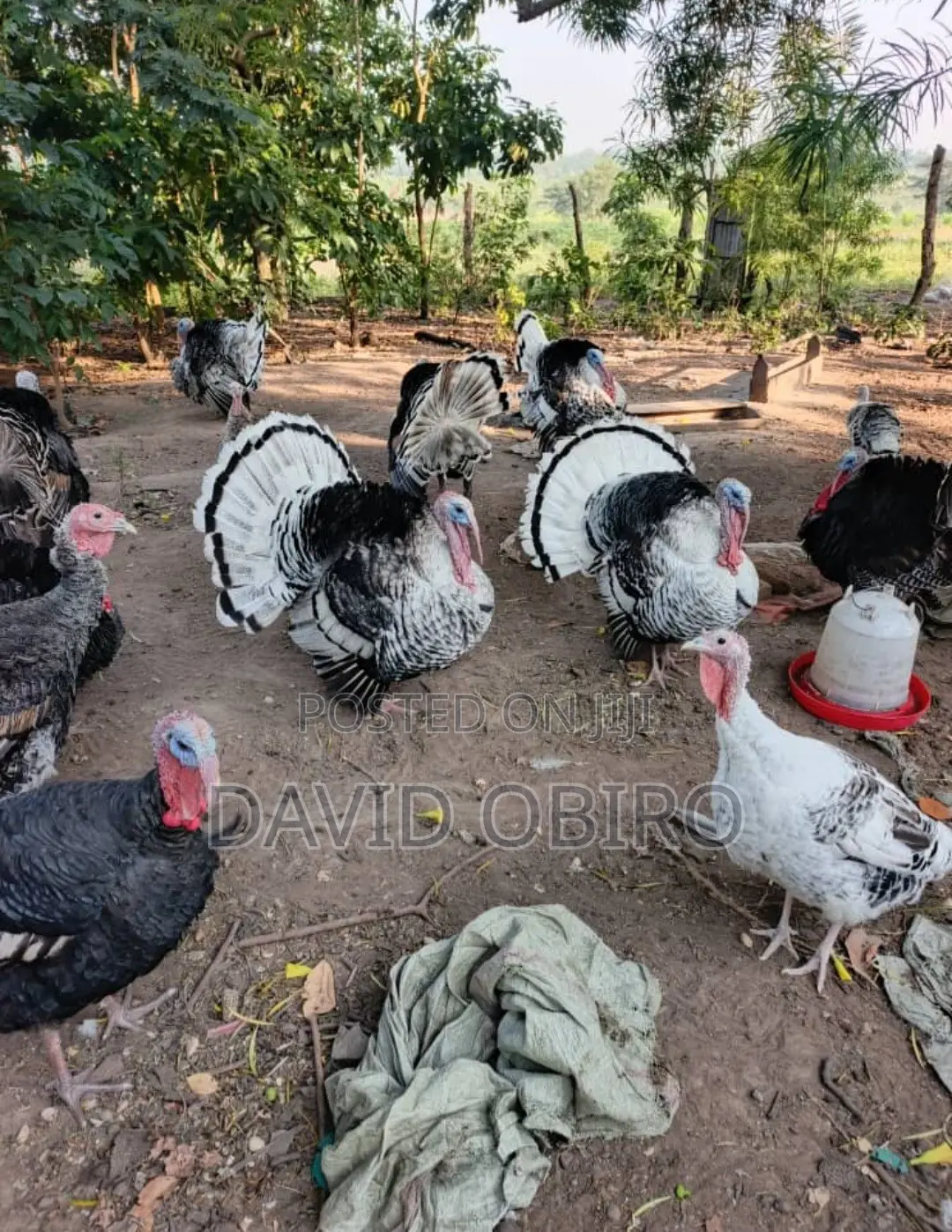 Mature Turkeys on Sale
