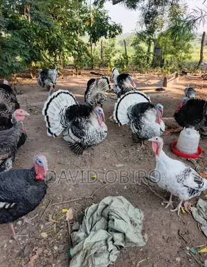 Mature Turkeys on Sale