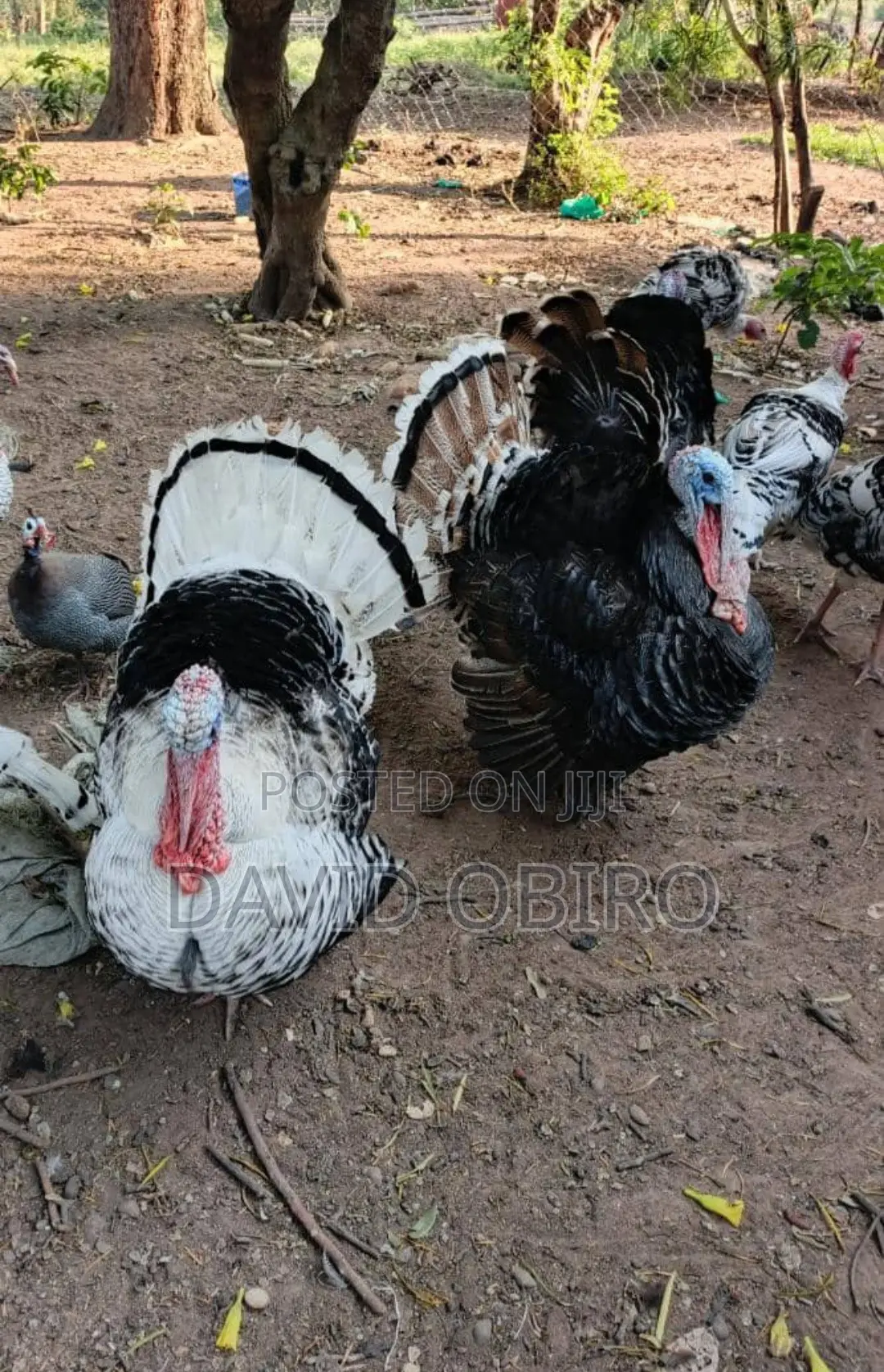 Mature Turkeys on Sale