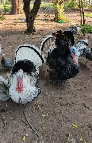 Mature Turkeys on Sale
