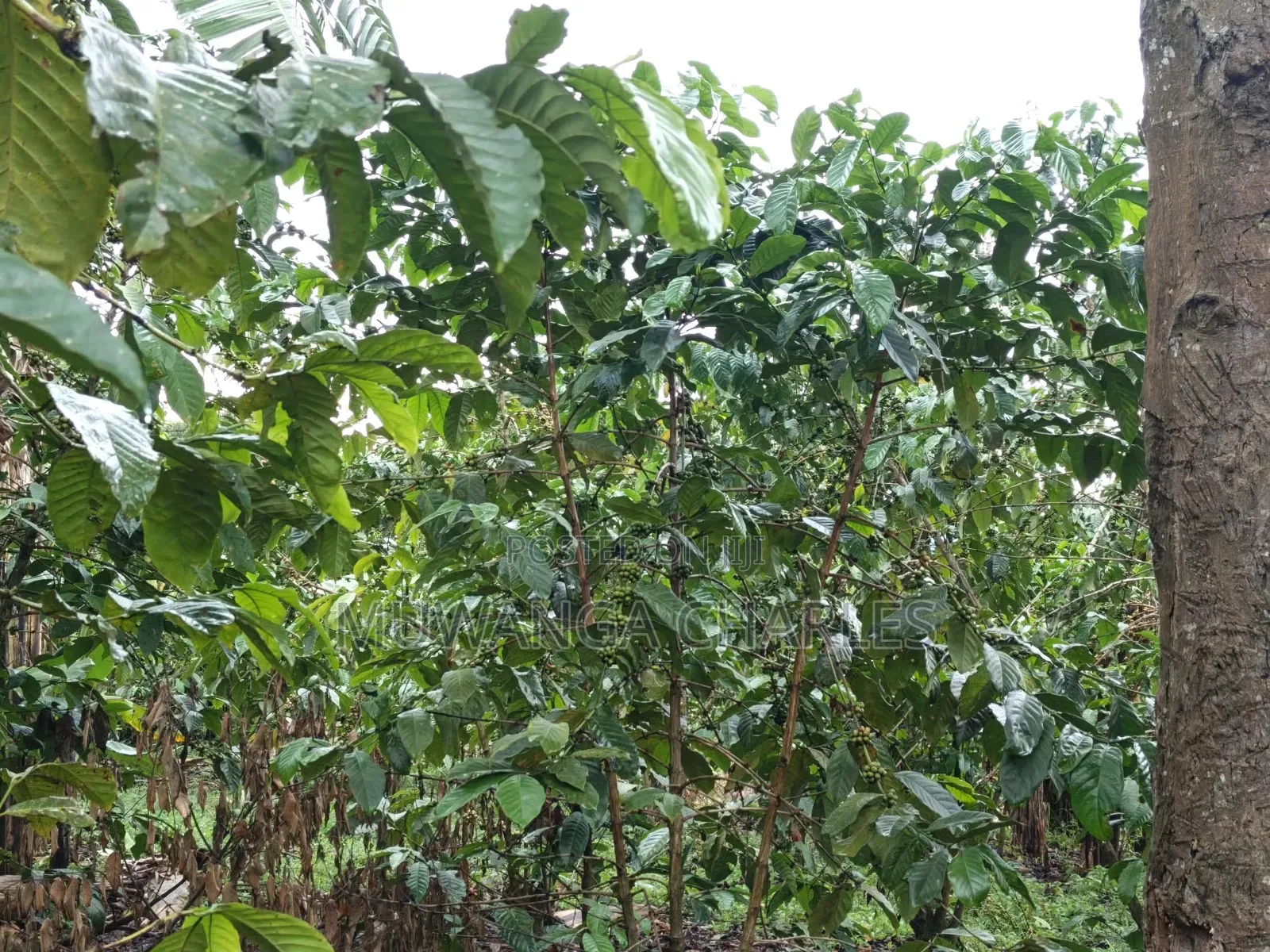 Land for Sale in Luwero Wakinoni