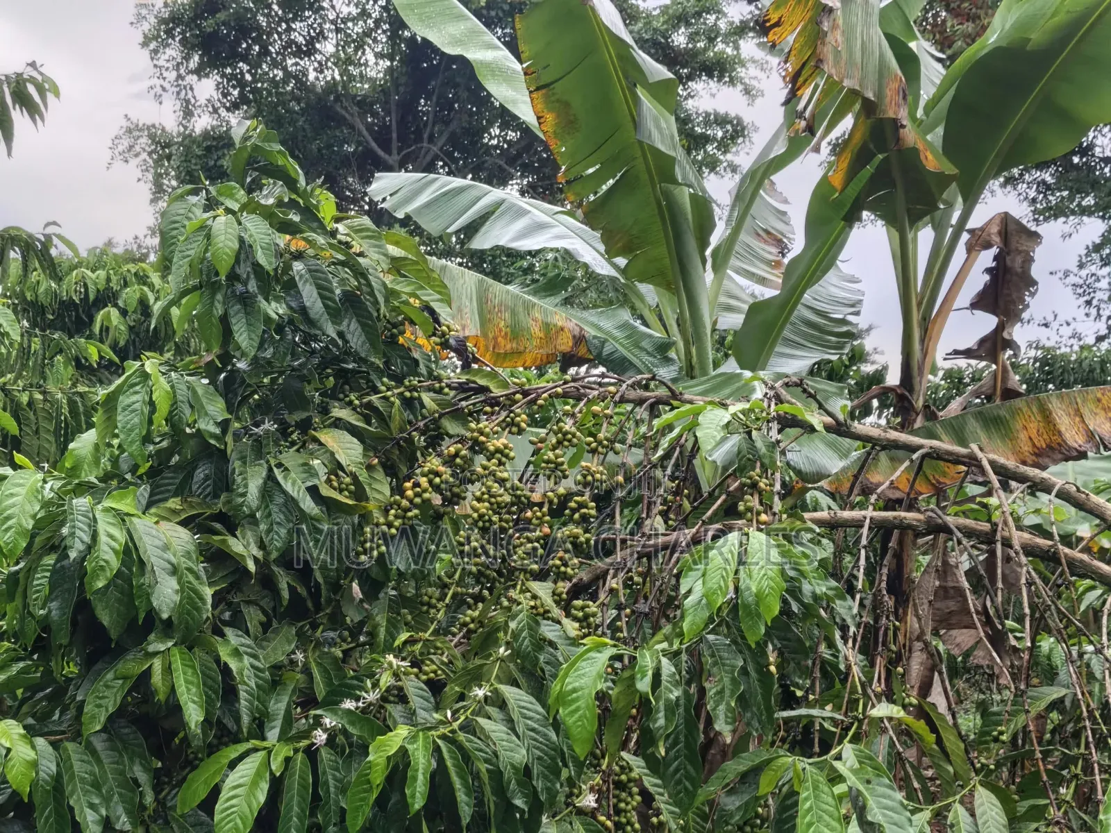 Land for Sale in Luwero Wakinoni