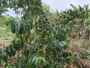 Land for Sale in Luwero Wakinoni