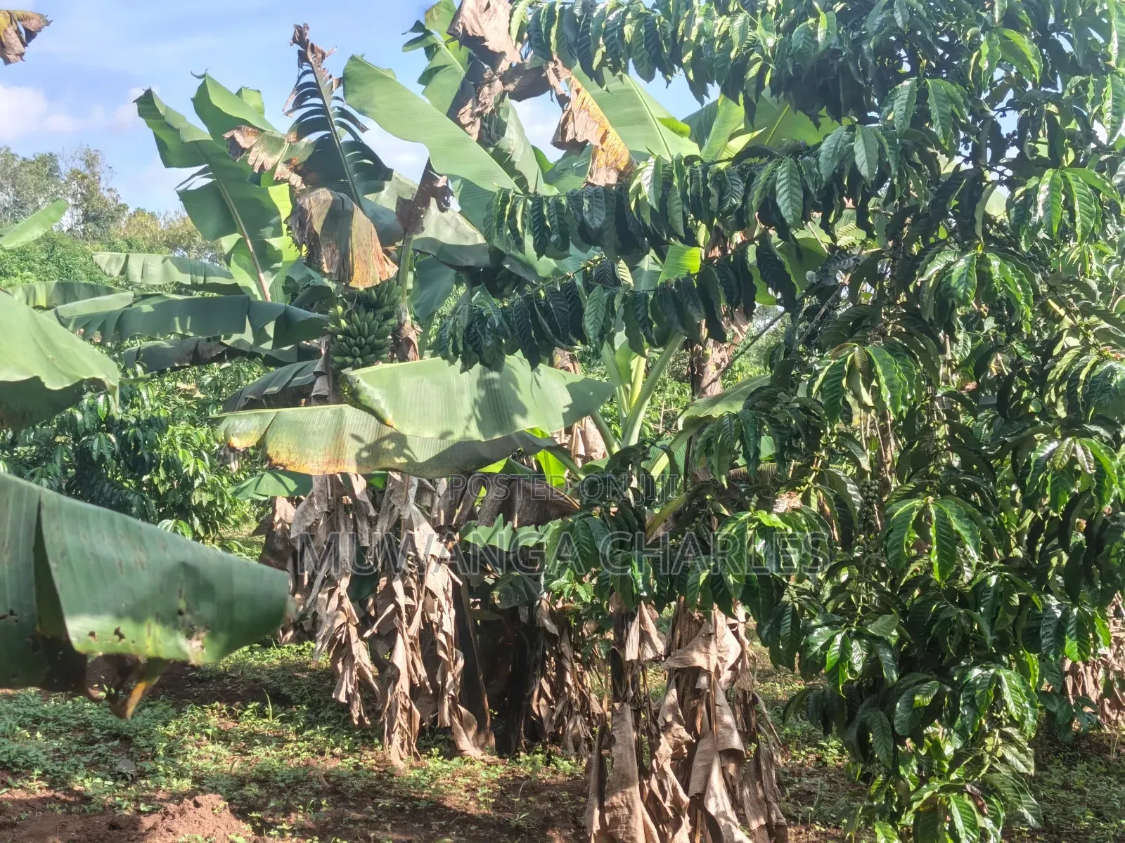 Land for Sale in Luwero Wakinoni