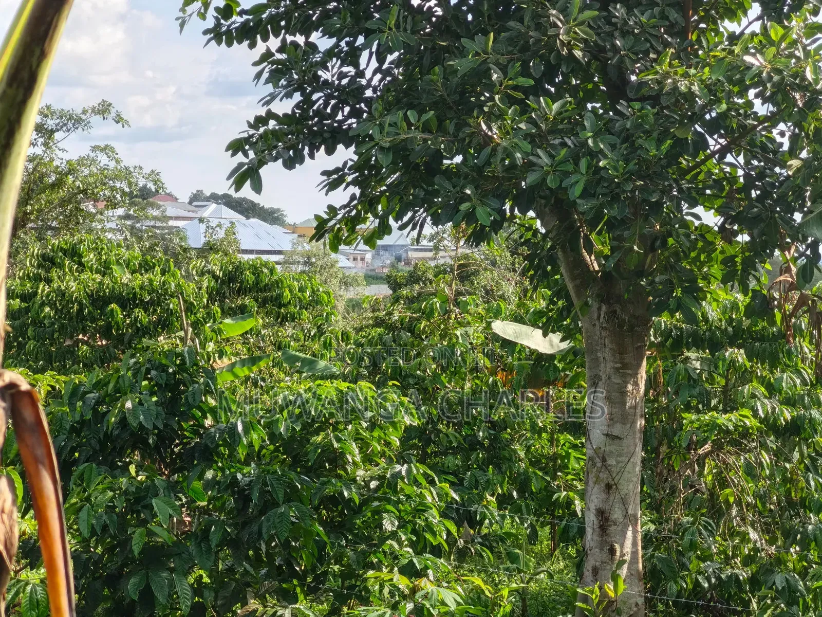Land for Sale in Luwero Wakinoni