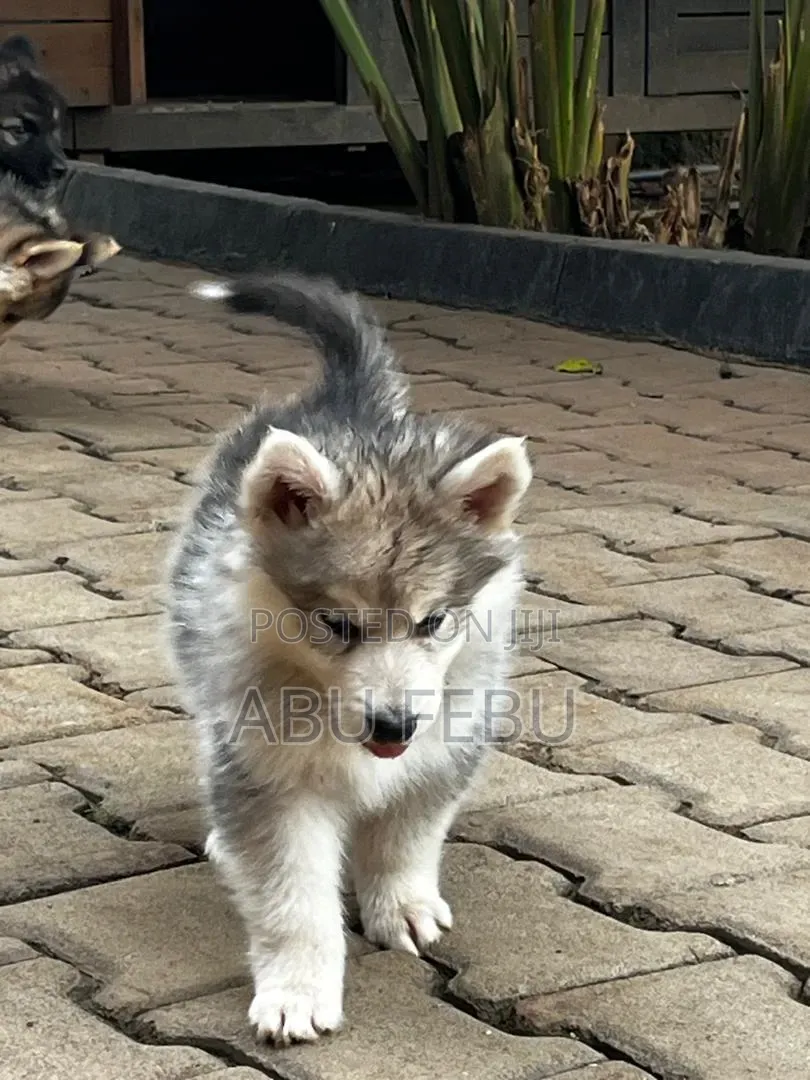 1-3 months Male Purebred Siberian Husky