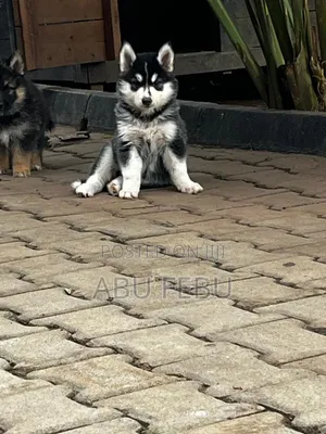 1-3 months Male Purebred Siberian Husky