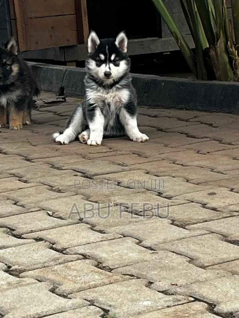 1-3 months Male Purebred Siberian Husky