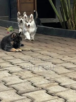1-3 months Male Purebred Siberian Husky