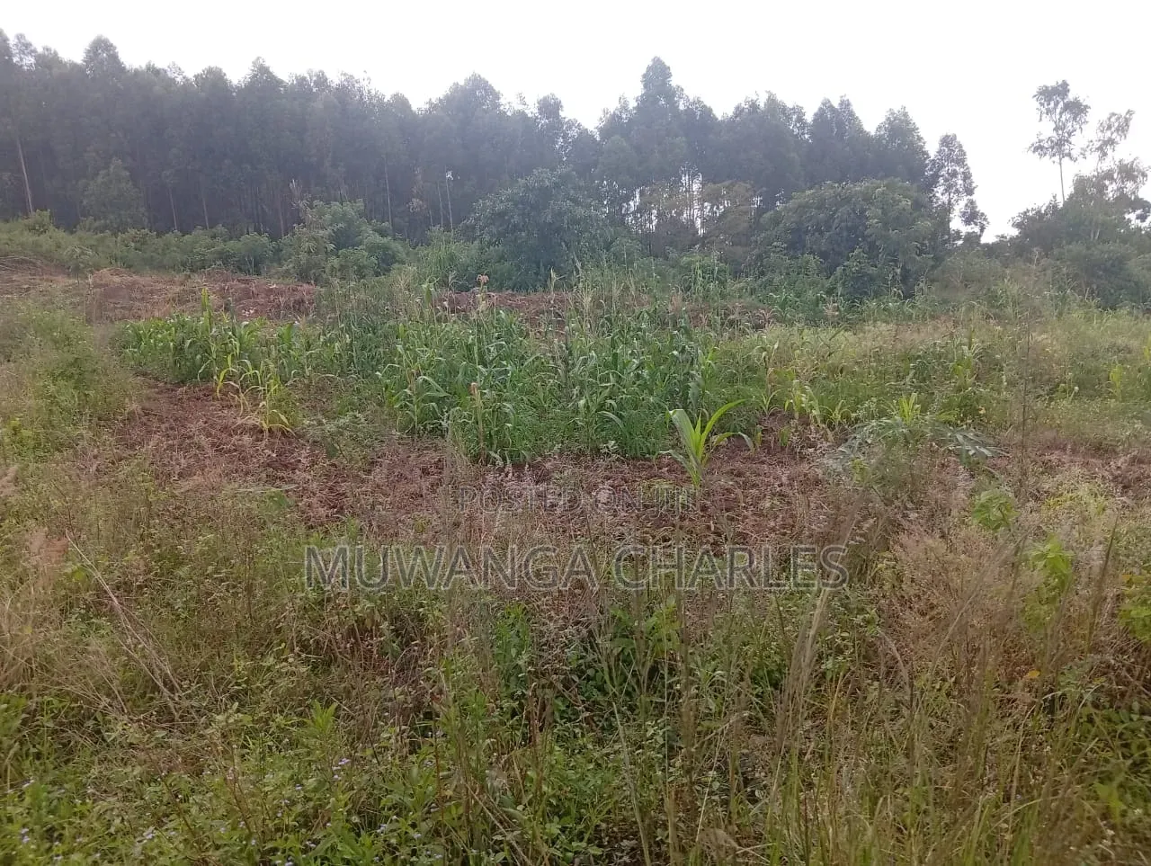 Land Available to Sale Zirobwe Tokekulu