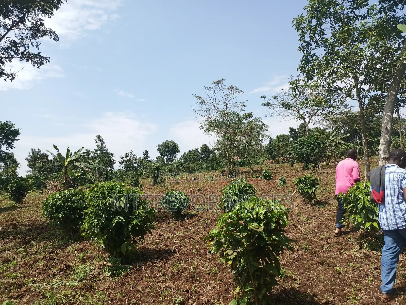 4 Acres With 2 Houses for Sale in Bombo Kalure