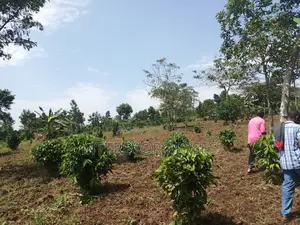 4 Acres With 2 Houses for Sale in Bombo Kalure