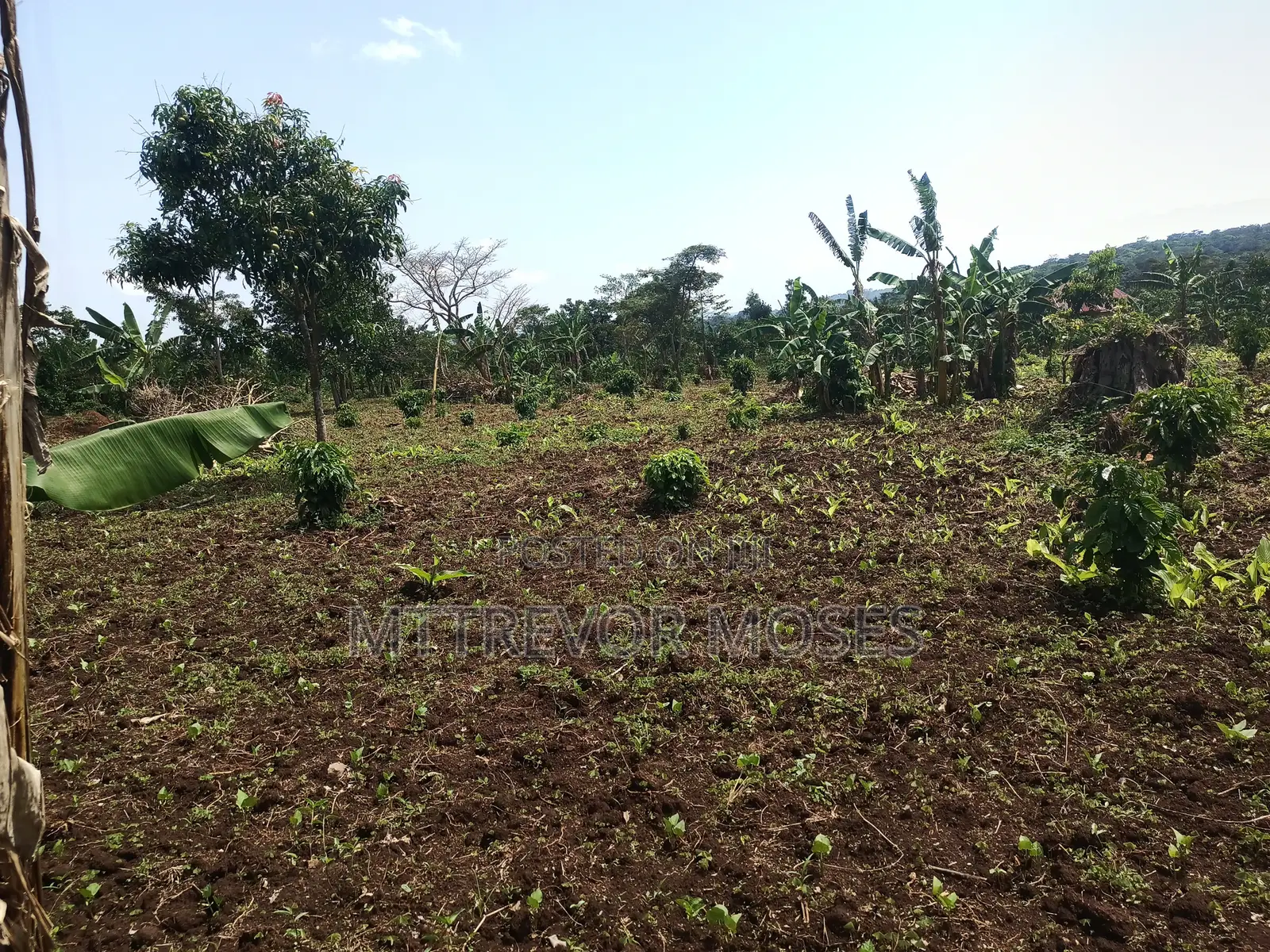 4 Acres With 2 Houses for Sale in Bombo Kalure