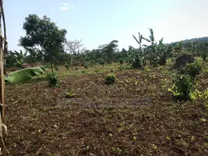 4 Acres With 2 Houses for Sale in Bombo Kalure
