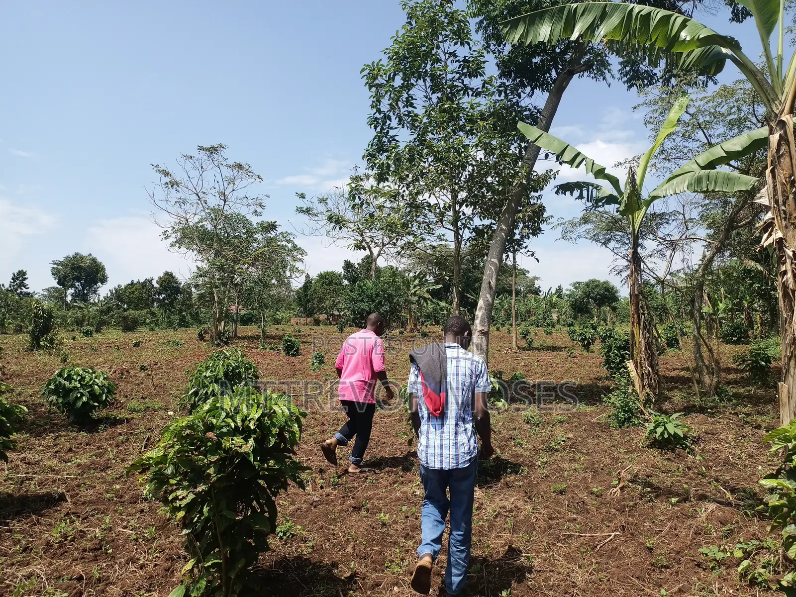 4 Acres With 2 Houses for Sale in Bombo Kalure