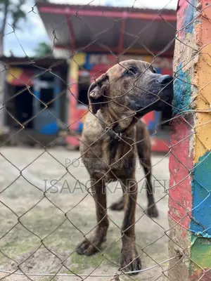 3-6 months Male Purebred Boerboel