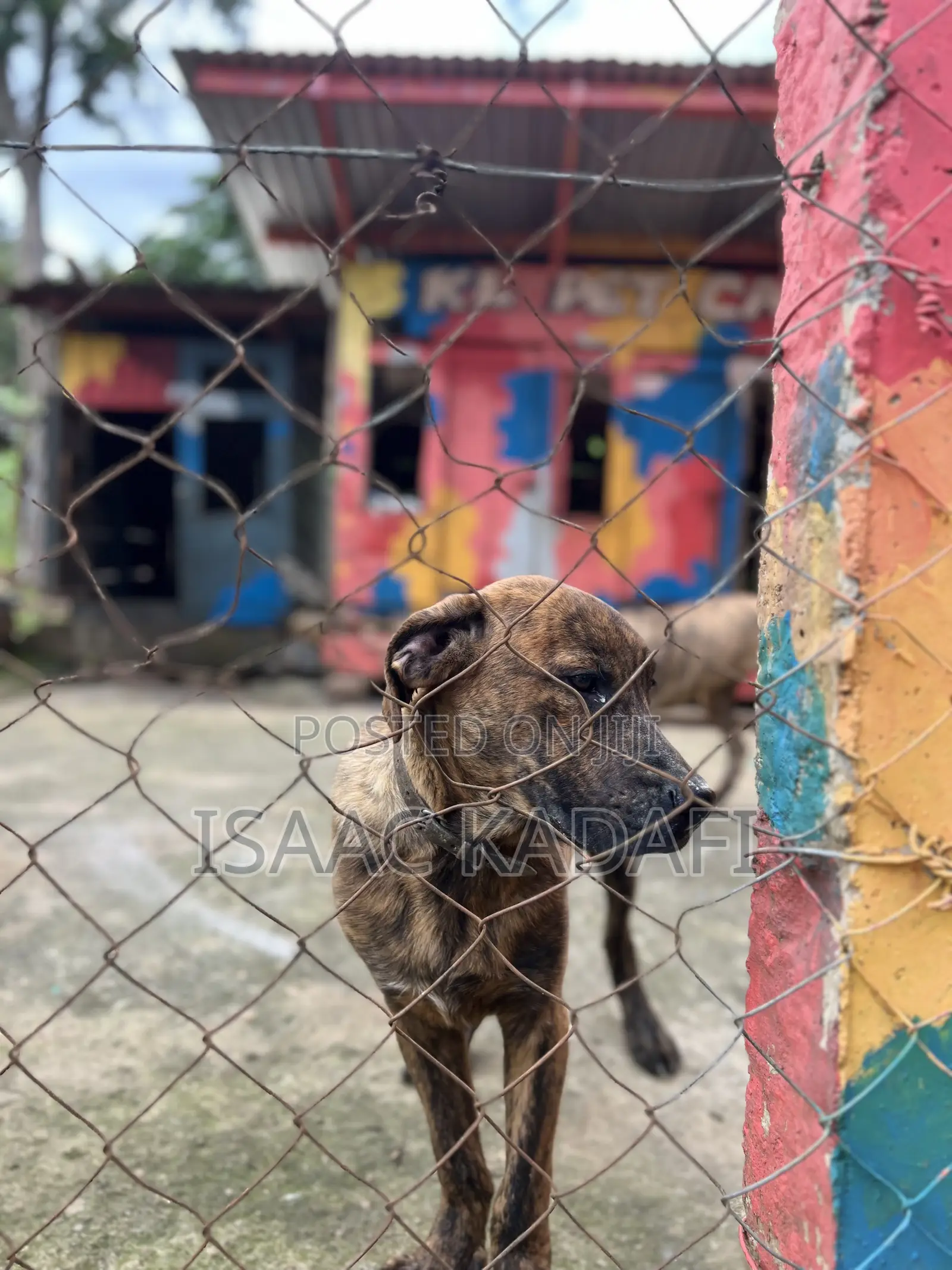 3-6 months Male Purebred Boerboel