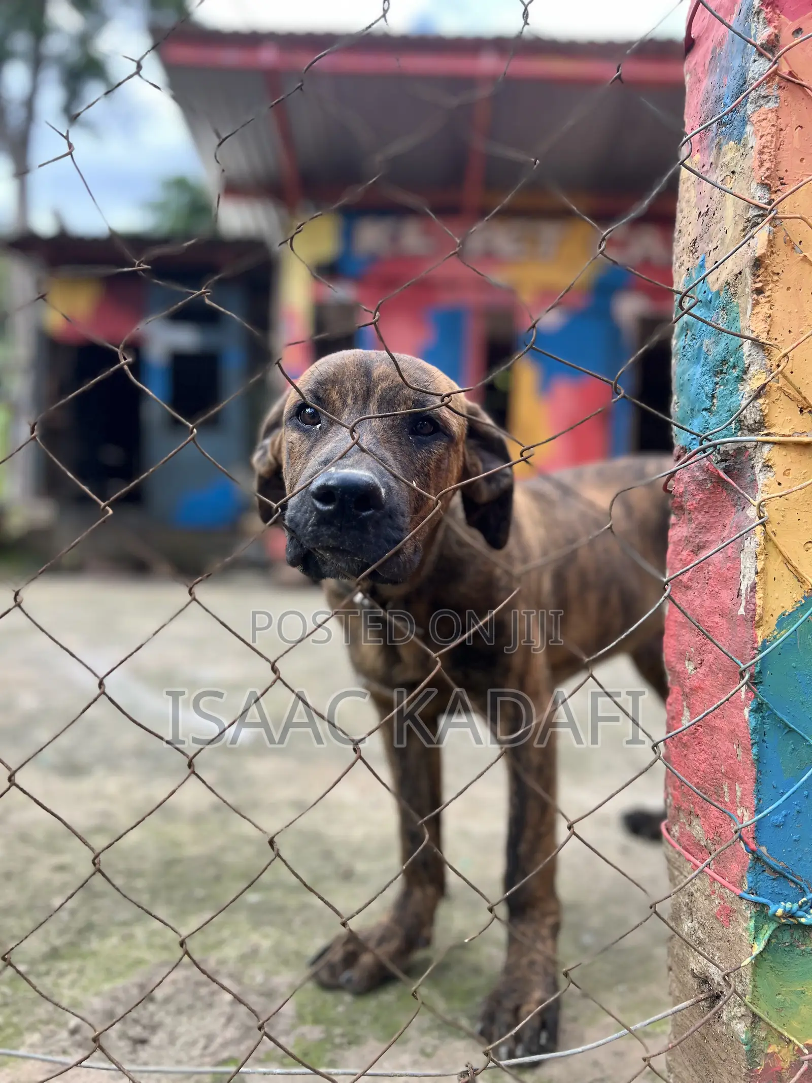 3-6 months Male Purebred Boerboel