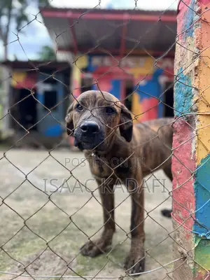 3-6 months Male Purebred Boerboel