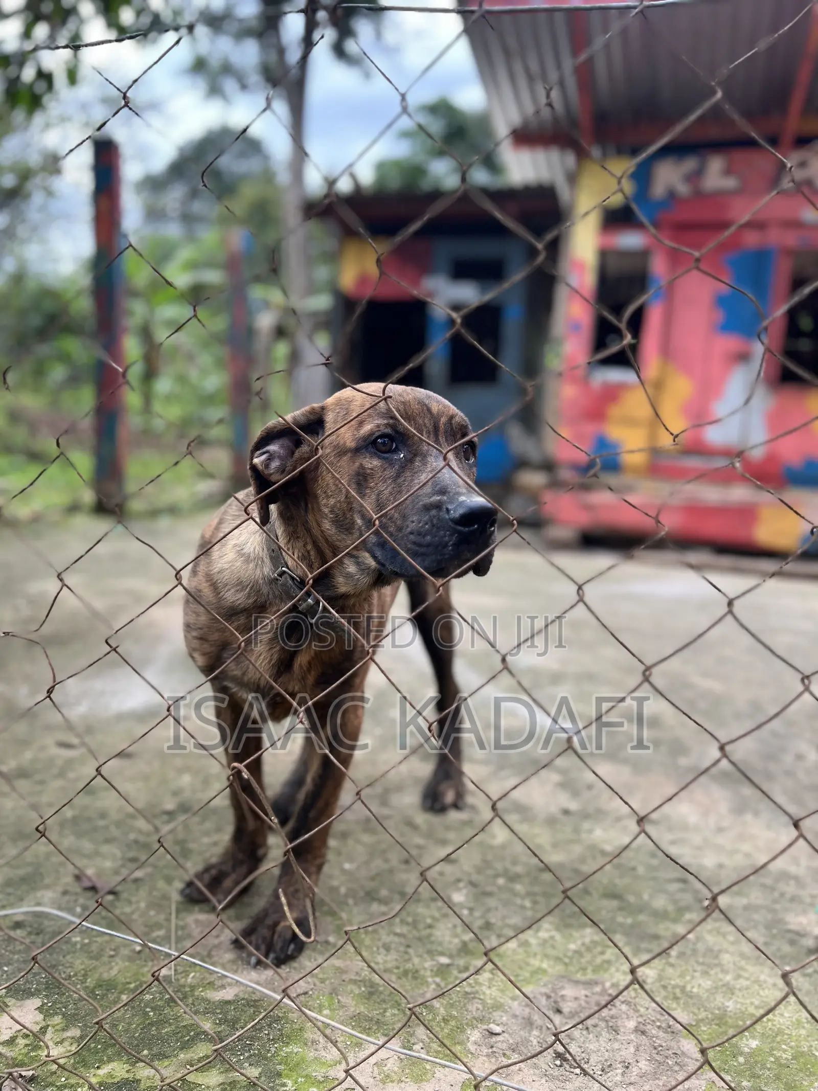 3-6 months Male Purebred Boerboel