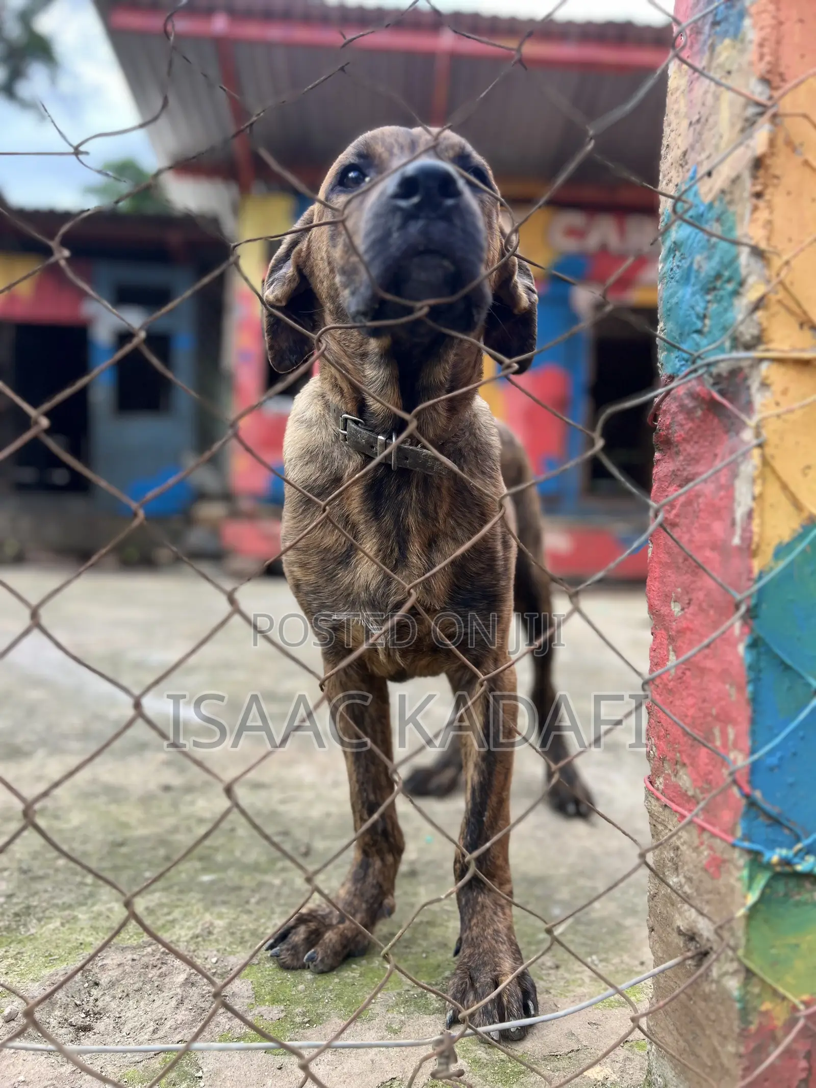 3-6 months Male Purebred Boerboel