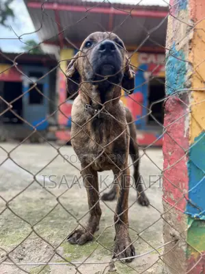 3-6 months Male Purebred Boerboel