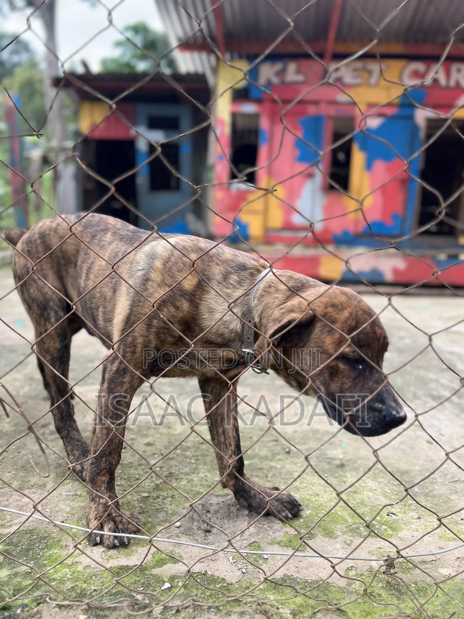 3-6 months Male Purebred Boerboel