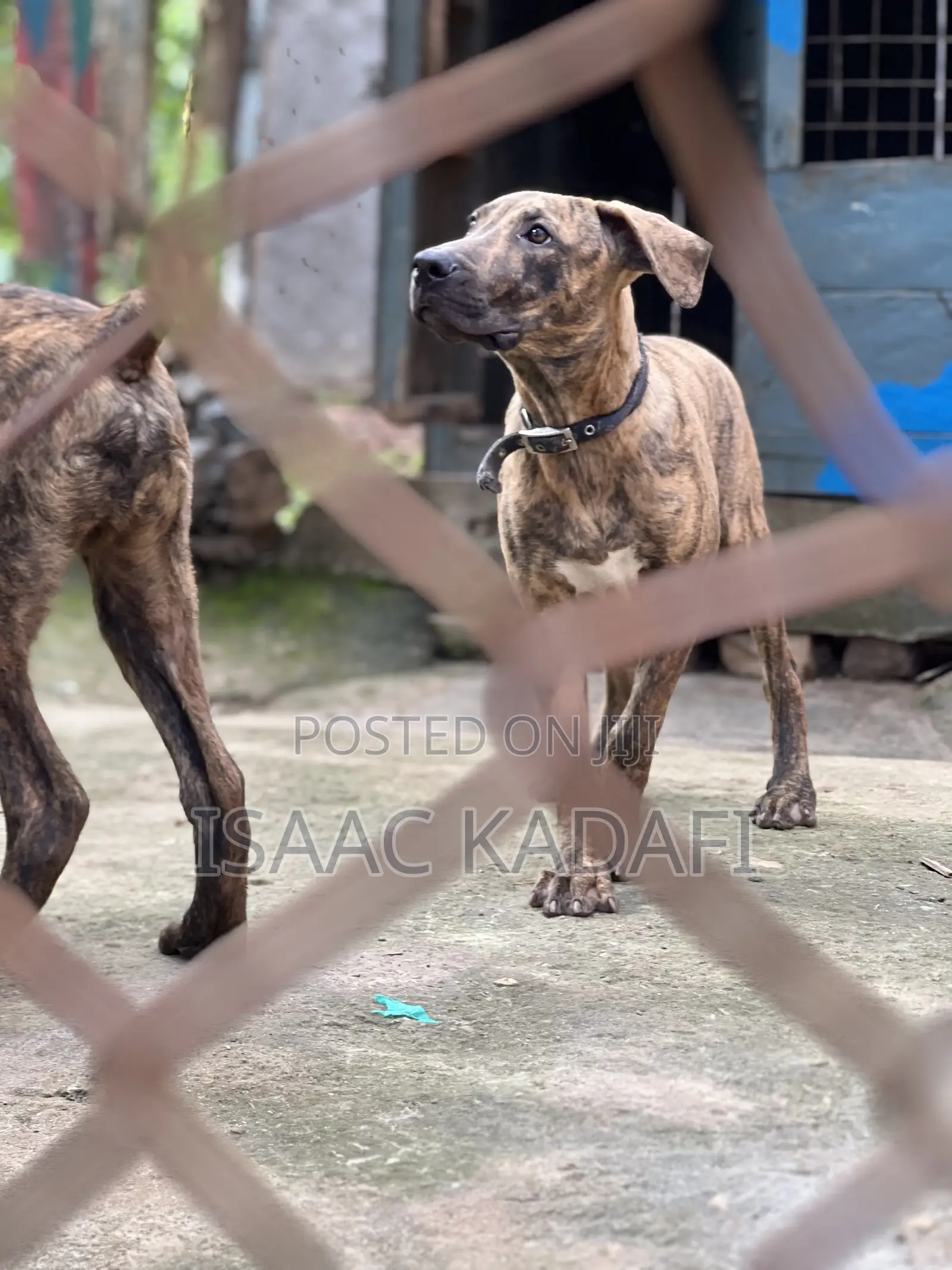 3-6 months Male Purebred Boerboel