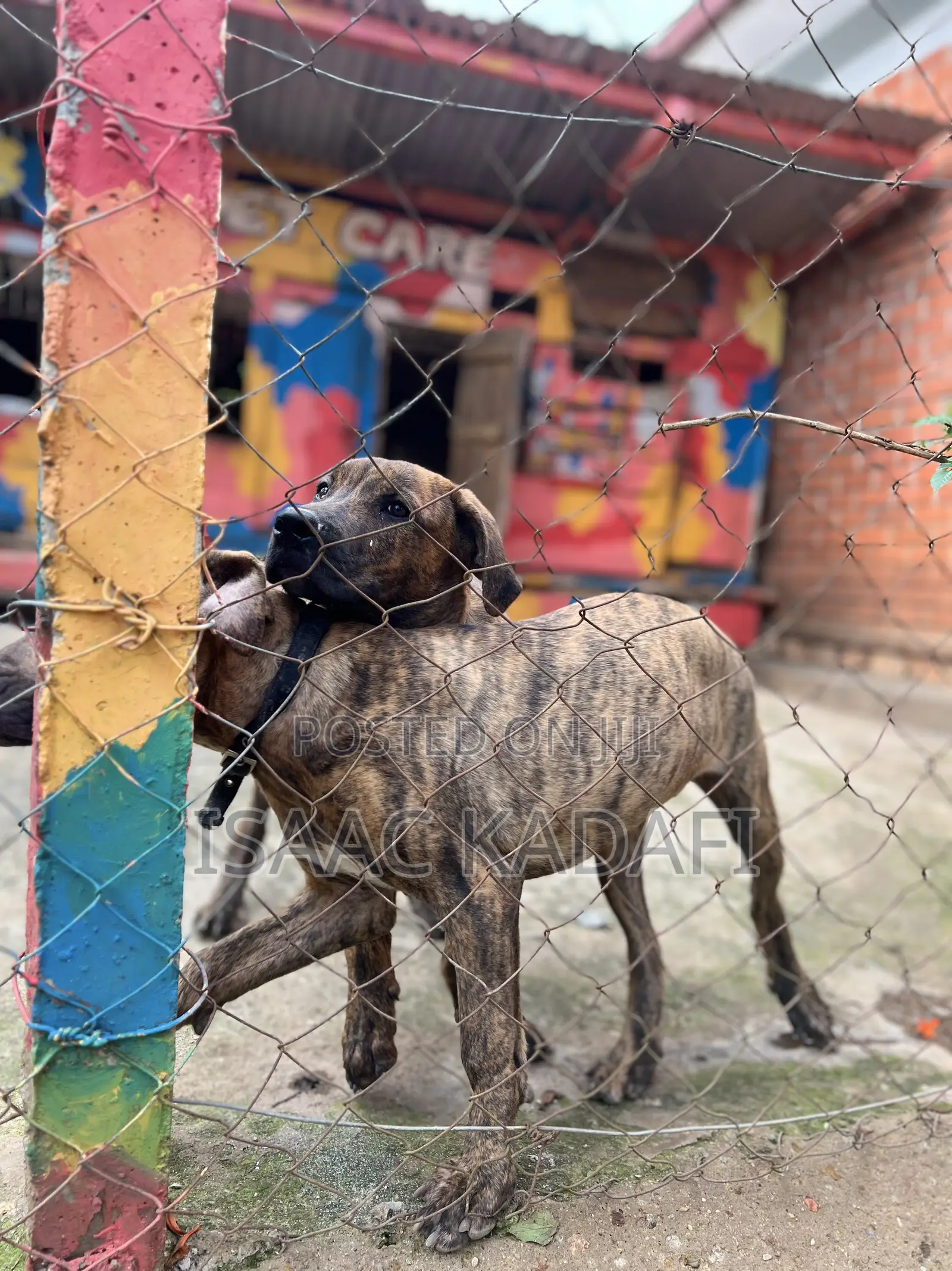 3-6 months Male Purebred Boerboel