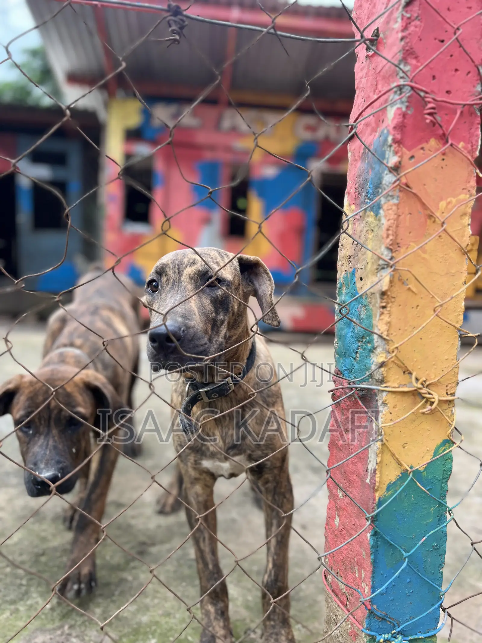 3-6 months Male Purebred Boerboel