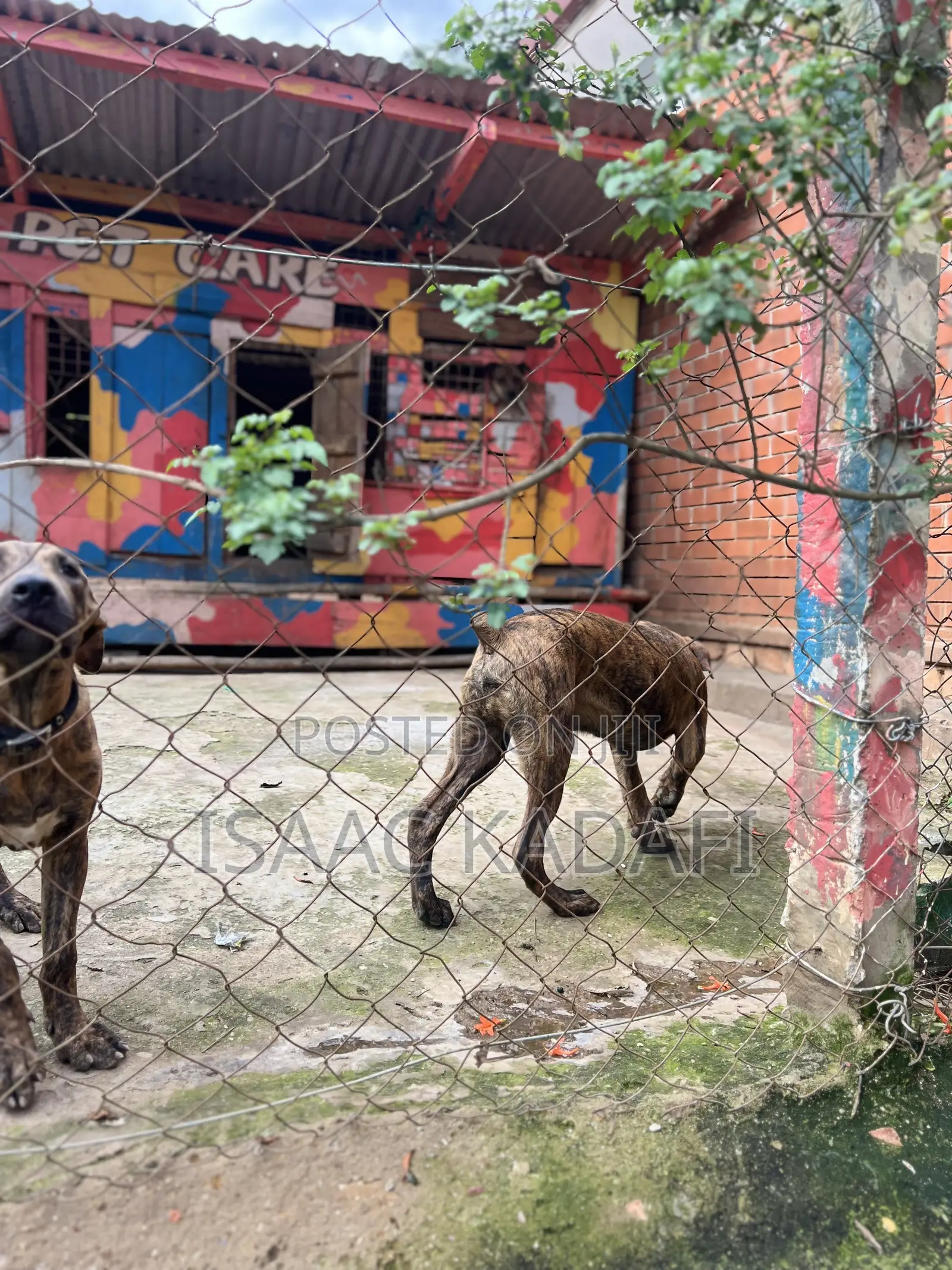 3-6 months Male Purebred Boerboel