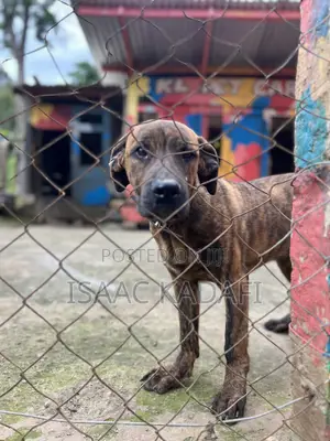 3-6 months Male Purebred Boerboel