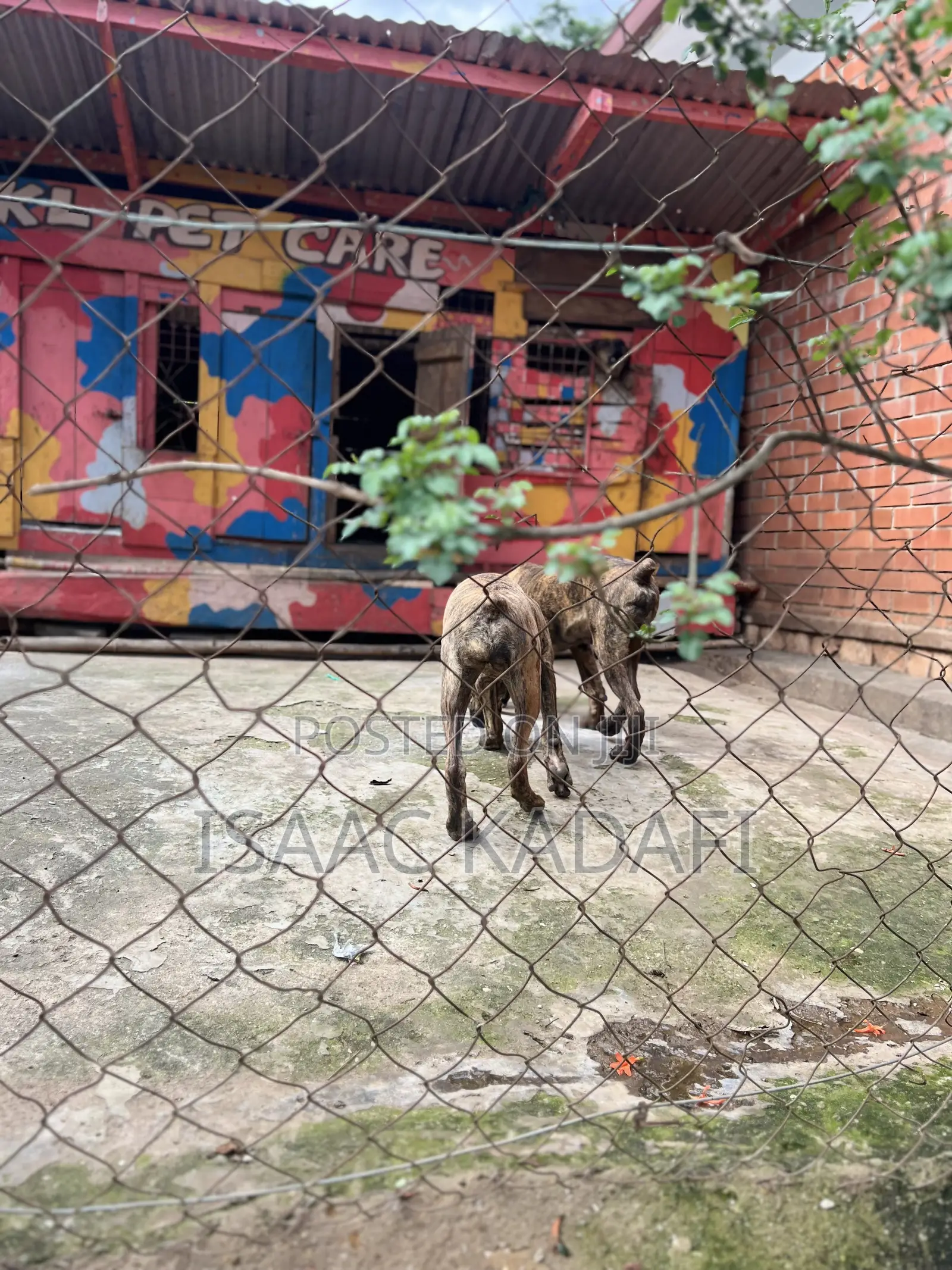 3-6 months Male Purebred Boerboel
